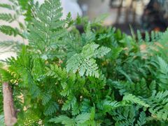 -北马山庄植趣咖啡