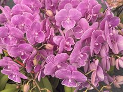 -上海鲜花港