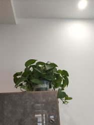 -瑶芳清颜草本祛痘