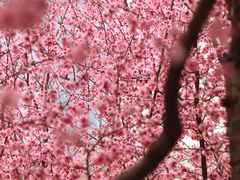 -白塘生态植物园