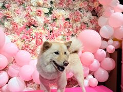 -百好乐宠物友好餐厅(朝外大街店)