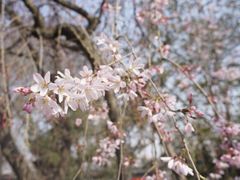 iphone_upload_pic-西安青龙寺遗址景区