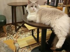 -共舞时光猫咖·狗咖(新街口店)