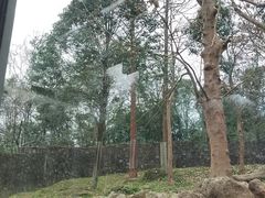 -都江堰中华大熊猫苑