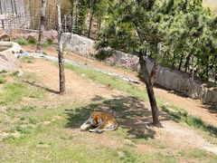 -西霞口神雕山野生动物世界