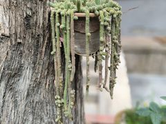 -玉泉观