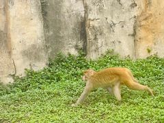 -海南热带野生动植物园