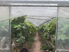 -马陆小张葡萄园农家乐