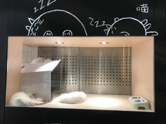 -瞄一喵猫咖(格力海岸店)