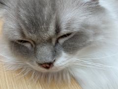 -瞄一喵猫咖(格力海岸店)