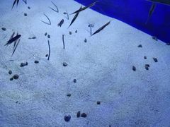 -江和美海洋公园