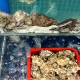 海鲜大餐就是治愈我的快乐源泉💗