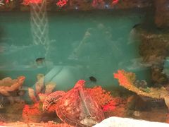 -瑞德姆美人鱼海底演艺主题餐厅(亚龙湾店)