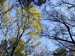 -上海佘山国家森林公园天马山园