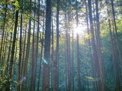 -炎陵县神农谷国家森林公园