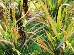 -艾米稻香小镇