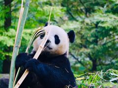 -都江堰中华大熊猫苑