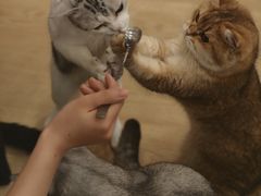 -有喵·猫咖·狗咖·30几只猫10只小狗(岗厦店)