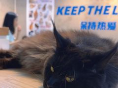 -Heymao猫咖.咖啡厅(东门店)