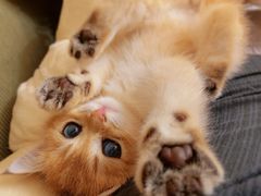 -糯米喵星人总部直营旗舰店·猫舍·幼猫出售