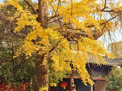 -长春观