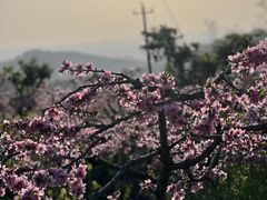 -花树下民宿(成都龙泉阳光城百工堰公园店)