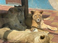 -大连森林动物园