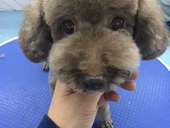 -瑞派宠物医院·24小时骨科·心脏·核磁(哈尔滨南岗店)