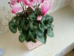 -麦斯汀烘焙坊(建昌兴隆店)