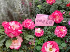 -人民公园(罗湖区)