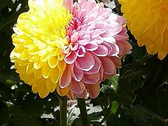 -上海鲜花港