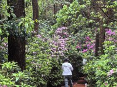 -铁山坪森林公园