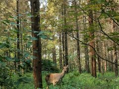 -崇明东平国家森林公园烧烤房车露营地