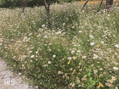 -映月湖中央公园