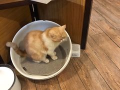 -more than meow吴止猫主题餐厅(承德 中船汇店)