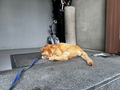 -Again Coffee Roaster(香蜜湖店)