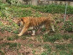 -合肥野生动物园