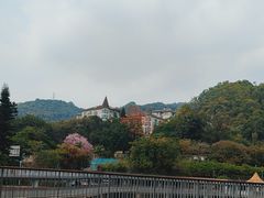 -银湖山郊野公园-相思林