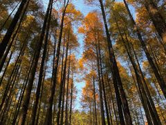 -山王坪喀斯特国家生态公园