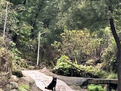 -大岭沟猕猴桃谷风景区