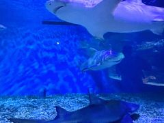 -正佳极地海洋世界