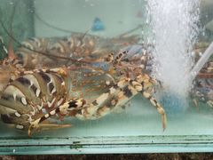 -班赞海鲜市场