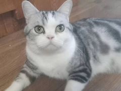 -宠福鑫康馨动物医院·骨科·眼科