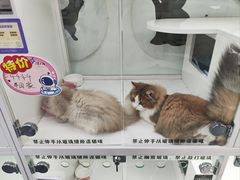 -小猫来了·猫咪专售(红山六九七九店)