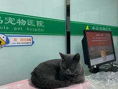 -半岛宠物医院24小时(科华中路店)