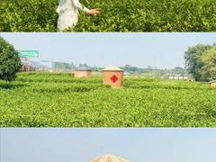 -中华茉莉园