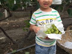 -马陆小张葡萄园农家乐