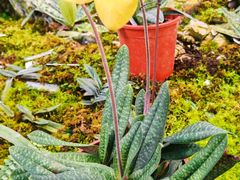 -国家植物园南园