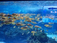 -海合安成都极地海洋公园