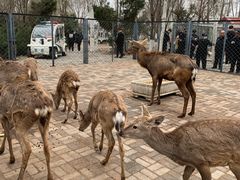 -长白岛森林公园